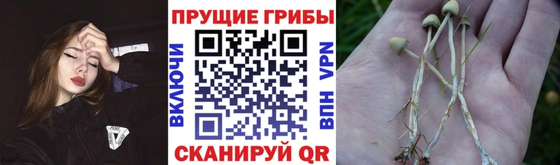 Псилоцибиновые грибы Psilocybine cubensis Знаменск